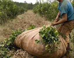 Un juez de Misiones dictó el primer fallo laboral del país aplicando la Ley Bases: eximió del pago de multas al empleador de un trabajador no registrado