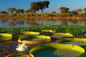 Advierten que más de la mitad de los deltas del mundo se están hundiendo: Paraná, Amazonas y Magdalena, en riesgo