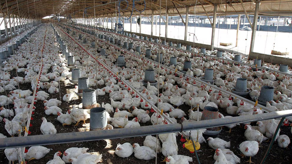 Granja Tres Arroyos cerró su planta de Entre Ríos y peligran 950 empleos