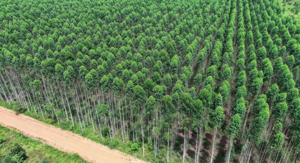 Tribunal internacional declaró ecocidio al monocultivo forestal de Corrientes