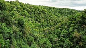 Misiones: Crean registro de infractores ambientales que impedirá acceder a permisos, subsidios y beneficios