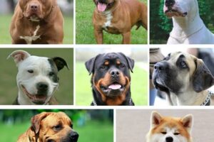 Misiones: Veterinarios advierten que la ley de perros potencialmente peligrosos necesita reglamentación para aplicarse