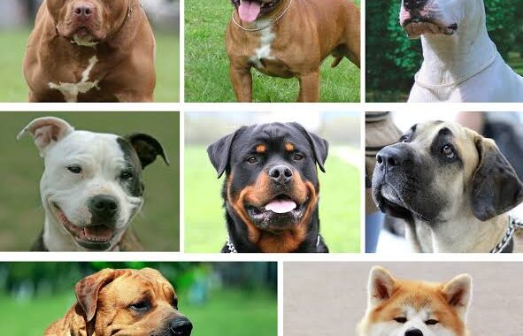 Misiones: Veterinarios advierten que la ley de perros potencialmente peligrosos necesita reglamentación para aplicarse