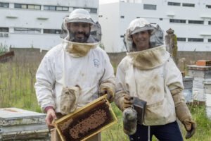 Entrenan abejas para producir más alimentos pero el Gobierno dejó de financiarlos